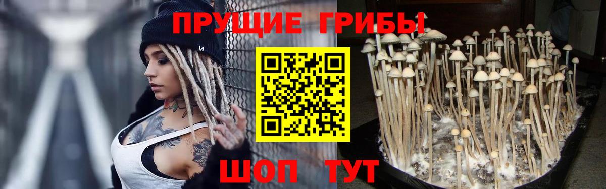 Псилоцибиновые грибы Cubensis  что такое   Долгопрудный  Вход с VPN 